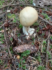 Agaricus smithianus