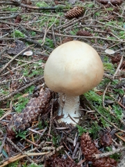 Agaricus smithianus