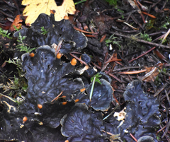 Peltigera degenii
