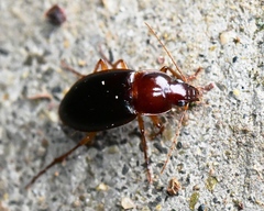 Calathus ruficollis