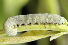 Pseudoclavellaria amerinae