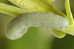 Pseudoclavellaria amerinae