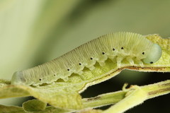 Pseudoclavellaria amerinae