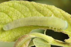 Pseudoclavellaria amerinae