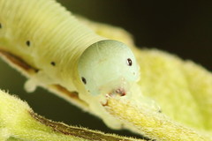 Pseudoclavellaria amerinae