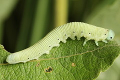 Pseudoclavellaria amerinae