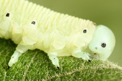 Pseudoclavellaria amerinae