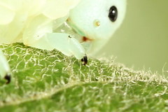 Pseudoclavellaria amerinae