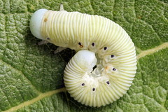 Pseudoclavellaria amerinae