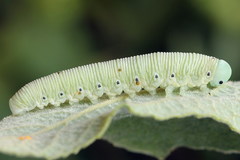 Pseudoclavellaria amerinae