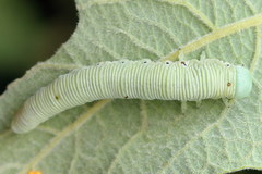 Pseudoclavellaria amerinae