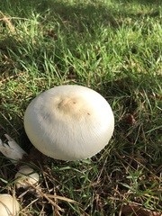 Agaricus