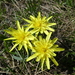 Austrian Scorzonera - Photo (c) Phil P., some rights reserved (CC BY-NC-SA), uploaded by Phil P.