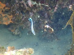 Aspidontus taeniatus