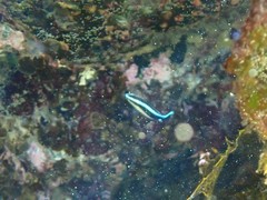 Aspidontus taeniatus