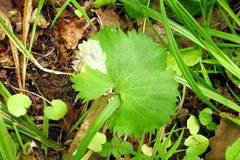 Pseudodineura fuscula
