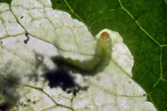 Pseudodineura fuscula