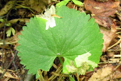 Pseudodineura fuscula