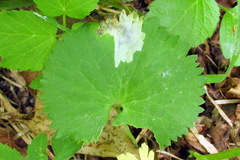 Pseudodineura fuscula