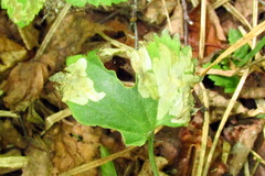Pseudodineura fuscula