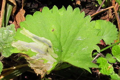 Pseudodineura fuscula