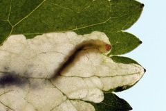 Pseudodineura fuscula