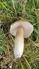 Entoloma prunuloides