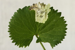 Pseudodineura fuscula