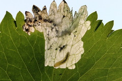 Pseudodineura fuscula
