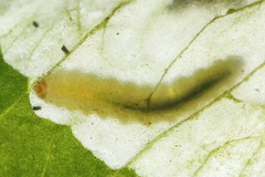 Pseudodineura fuscula