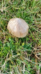 Entoloma prunuloides