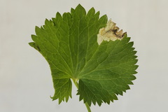Pseudodineura fuscula