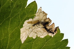 Pseudodineura fuscula
