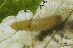 Pseudodineura fuscula