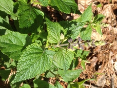 Salvia urticifolia