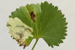 Pseudodineura fuscula