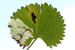 Pseudodineura fuscula