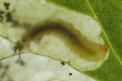 Pseudodineura fuscula