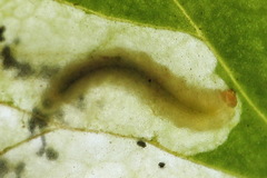 Pseudodineura fuscula