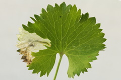 Pseudodineura fuscula