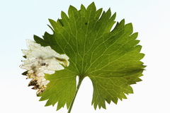 Pseudodineura fuscula
