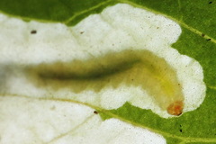 Pseudodineura fuscula