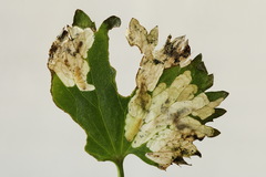 Pseudodineura fuscula