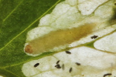 Pseudodineura fuscula