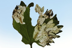 Pseudodineura fuscula