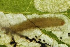 Pseudodineura fuscula