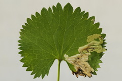 Pseudodineura fuscula