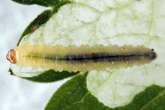 Pseudodineura fuscula