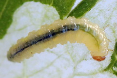 Pseudodineura fuscula