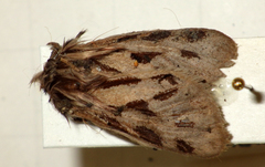 Ocnogyna parasita